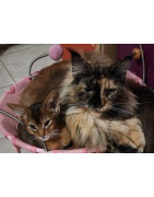 Aida's Adorables